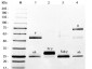 Mouse IgG Peroxidase 